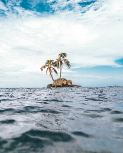 Floating Palms